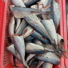 Fish Preprocessing 04