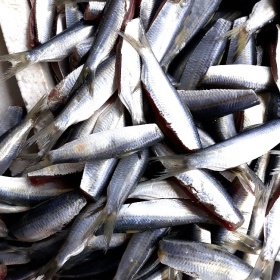 Preliminary processing herring